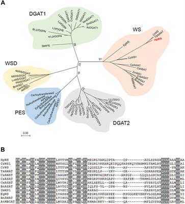 A Novel Bifunctional Wax Ester Synthase Involved in Early Triacylglycerol Accumulation in Unicellular Green Microalga Haematococcus pluvialis Under High Light Stress